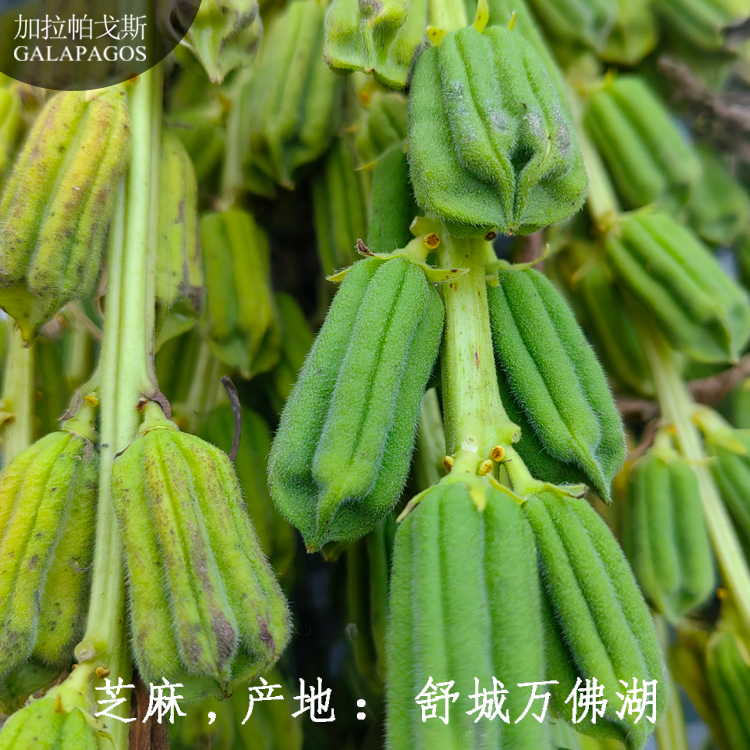 加拉帕戈斯GALAPAGOS芝麻