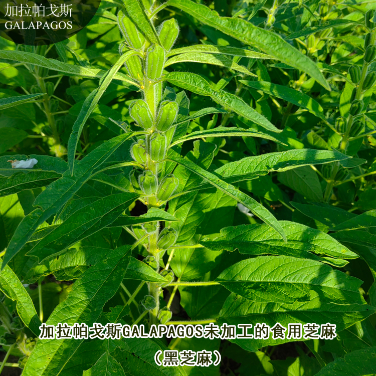加拉帕戈斯GALAPAGOS芝麻